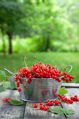 Red currant berries in a metal bowl with handles on a wooden table in the garden, in the country, outdoors, in nature