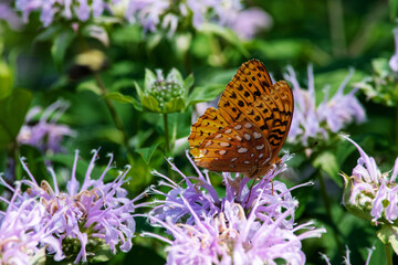 Close up view of a great spangled fritillary butterfly