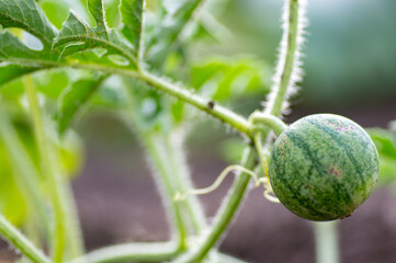 Closeup of growing small green striped watermelon in farmer's hand.