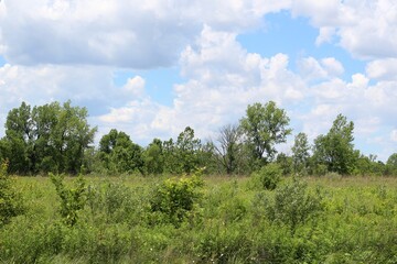 Obraz premium The green grass field with the white cloudscape. 