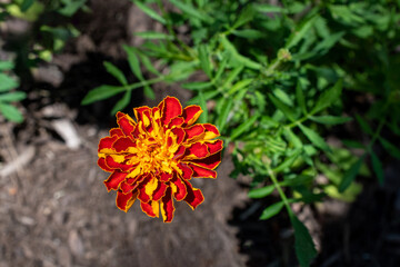 Close up view of a marigold flower