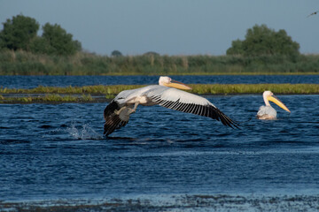 pelicans in flight