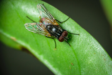 Isolated domestic fly sitting on a green leaf