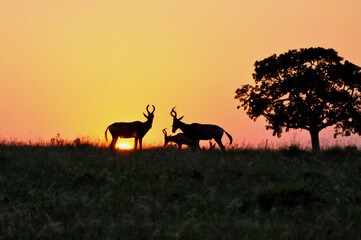 Fototapeta na wymiar Africa- Red Hartebeest at Sunrise- ADDO P