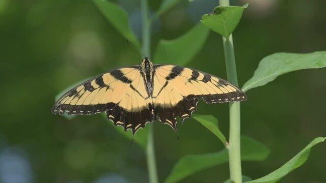 Tiger Swallowtail resting on a blueberry bush