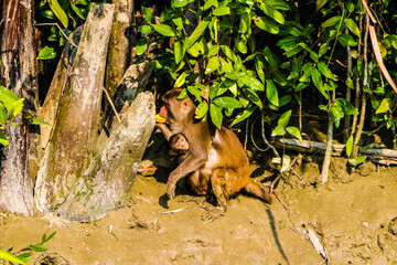 Mother's love & wild life.