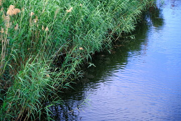 
Reed thickets in the countryside of Russia