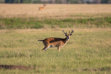 Whitetail Deer Buck in Velvet in Colorado in Summer