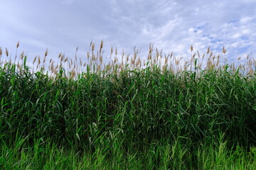 Obraz premium Reed thickets in the countryside of Russia
