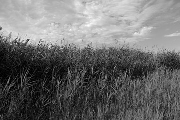 
Reed thickets in the countryside of Russia