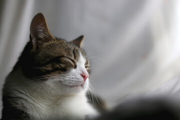 Tabby cat sleeping at home. Selective focus.