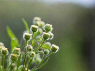 Flowers of Flaxleaf Fleabane or Tall fleabane , a short-lived herbaceous plant..