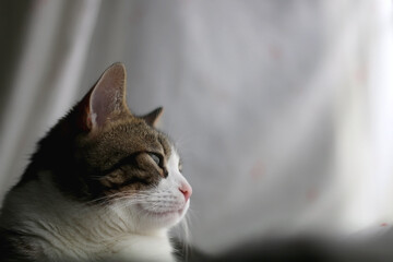 Tabby cat sleeping at home. Selective focus.