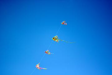 kites fly in the blue summer sky