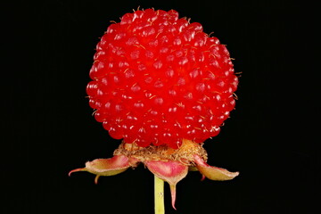 Strawberry Raspberry (Rubus illecebrosus). Fruit Closeup