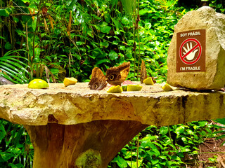 Butterflies breakfast 