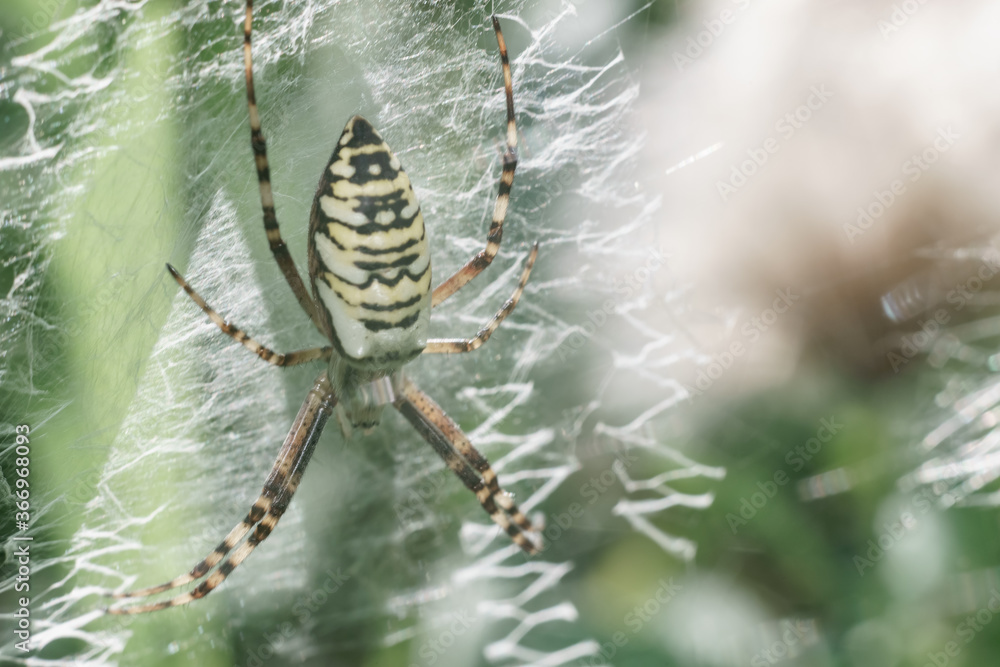 Poster Cobweb or spider's web against a natural background, Dew drops on a spider .
