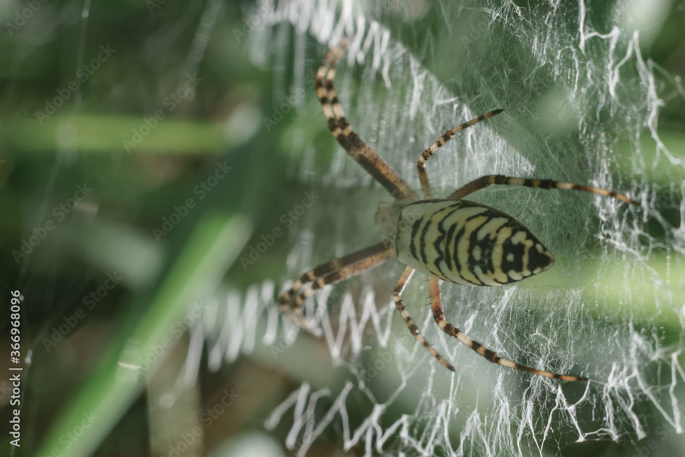 Poster Cobweb or spider's web against a natural background, Dew drops on a spider .