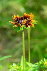 yellow flower