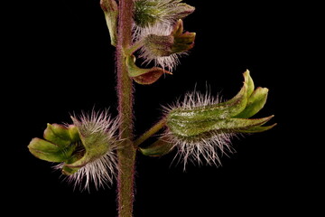 Korean Perilla (Perilla frutescens). Calyces Closeup