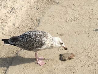 pigeon on the beach