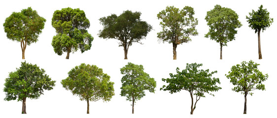 isolated tree green set is located on a white background.Collection of isolated tree green on white...