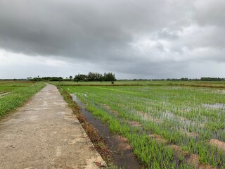 Fototapeta premium Chemin d'une rizière à Hoi An, Vietnam