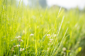 Green grass with dew in sunlight.
