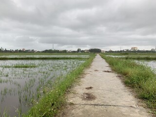 Fototapeta na wymiar Sentier d'une rizière à Hoi An, Vietnam