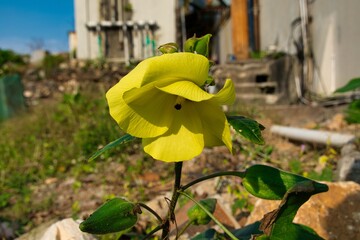 yellow flower in a garden