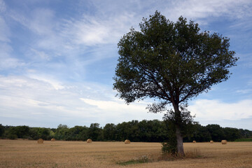 Arbre et roundballers dans un champ en Bretagne