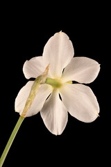 Primrose-Peerless (Narcissus x medioluteus). Flower Closeup