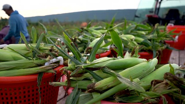 Slow motion view of freshly picked corn on a flatbed trailer with blurry men in distance picking corn.