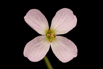 Obraz premium Cuckooflower (Cardamine pratensis). Flower Closeup