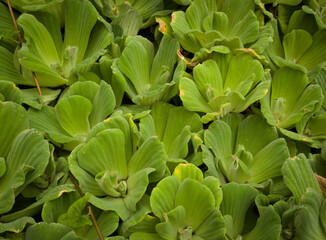 Obraz premium Green aquatic plants background