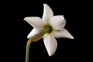 Naklejka na ściany i meble Pheasant's-Eye Daffodil (Narcissus poeticus). Flower Closeup