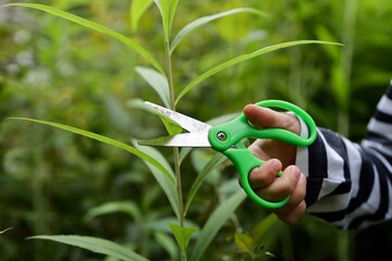garden scissors cutting green grass