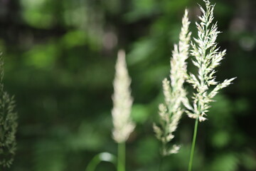 spikelets of grass in the forest