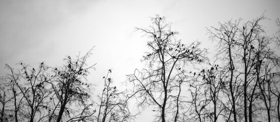crows on a tree.