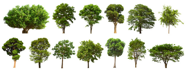 isolated tree green set is located on a white background.Collection of isolated tree green on white background Tropical tree