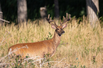 Naklejka na ściany i meble Whitetail Deer Buck in Velvet in Colorado in Summer