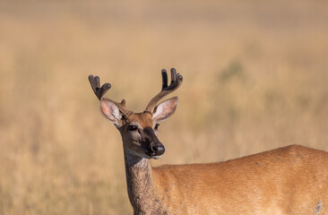 Whitetail Deer Buck in Velvet in Colorado in Summer