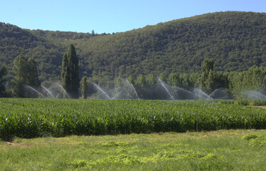 arrosage des cultures en été en campagne
