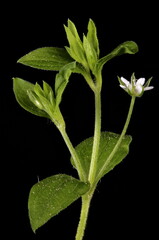 Three-Nerved Sandwort (Moehringia trinervia). Inflorescence Closeup