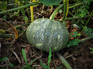 Green pumpkin in farm.