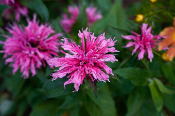 Healthy pink bee balm plant. Unique flowers. 