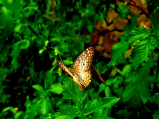 Butterfly in the jungle