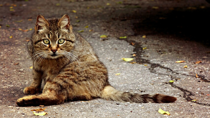 the cat stares at the camera