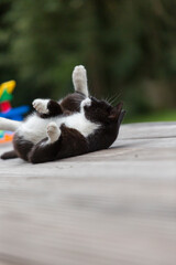 Schwarze.Weiße Katze entspannt sich im Garten und putzt sich  