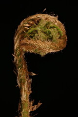 Male Fern (Dryopteris filix-mas). Fiddlehead Closeup